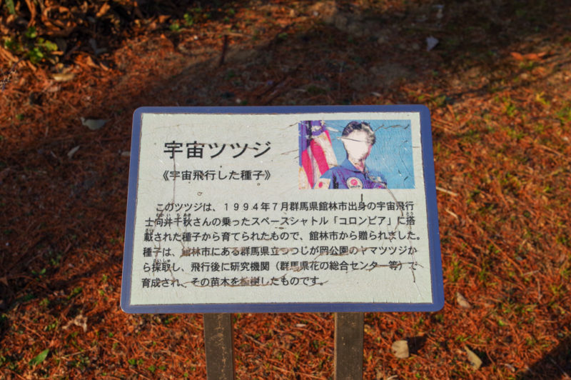 宇宙ツツジ