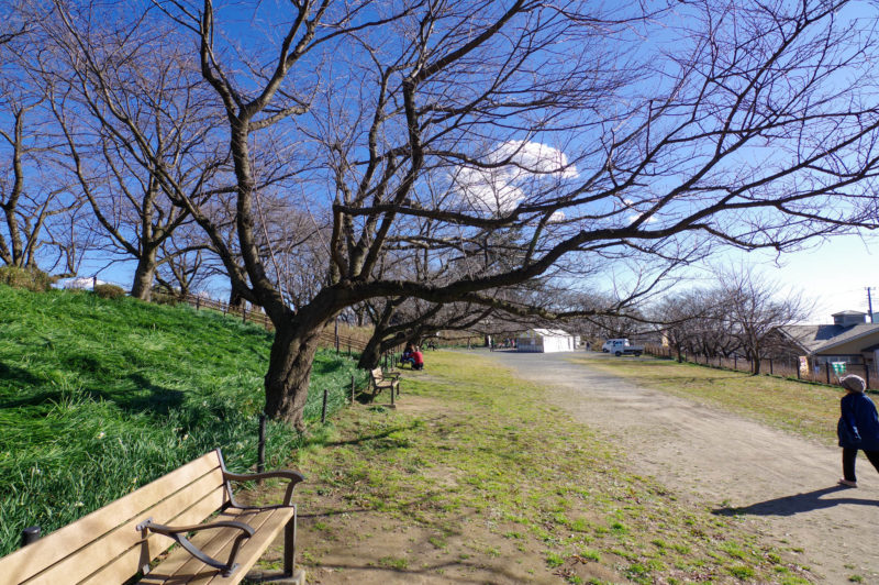桜の木