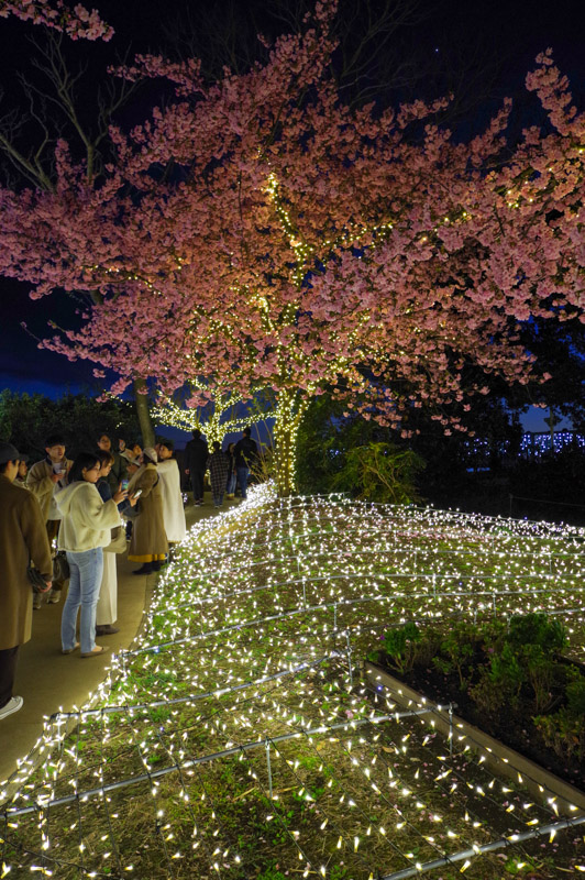 河津桜