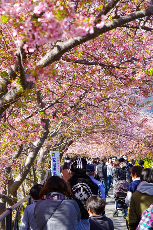 河津桜