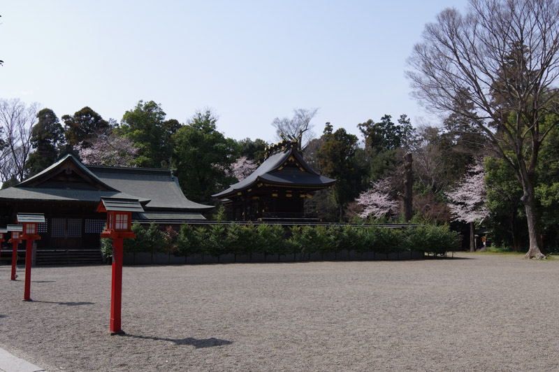 社殿と桜
