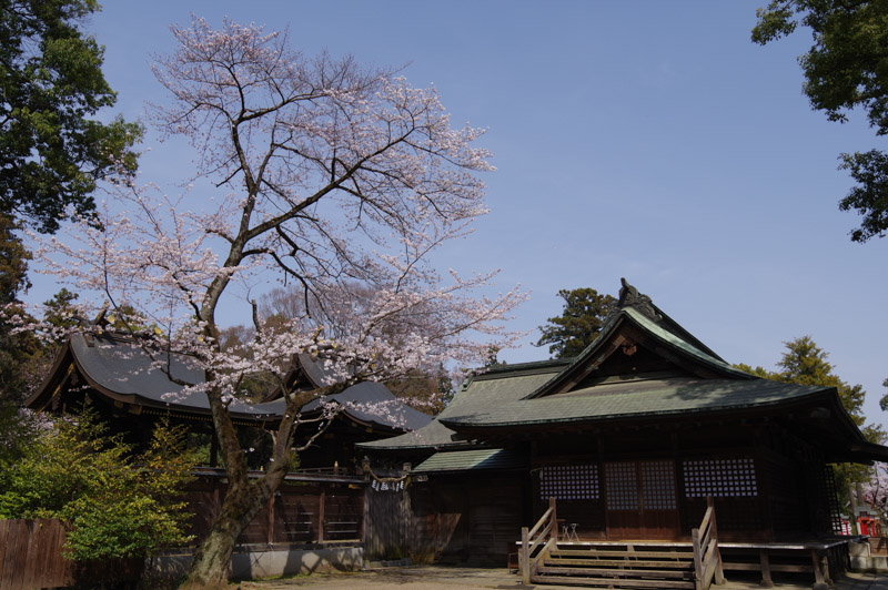 社殿と桜