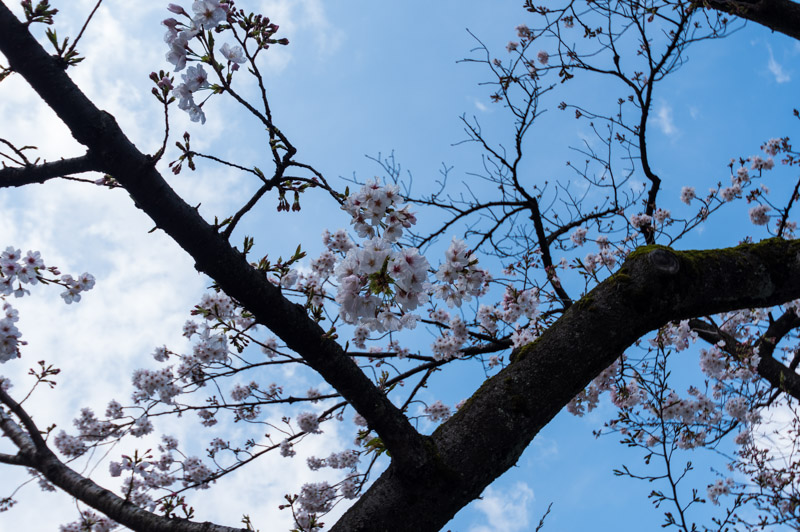 ぼたん園の桜