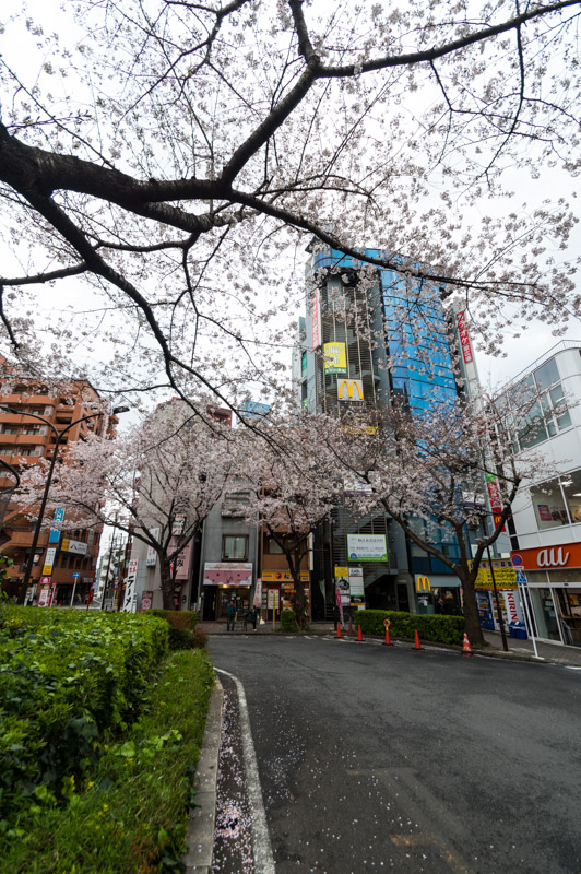 駒込駅前の桜