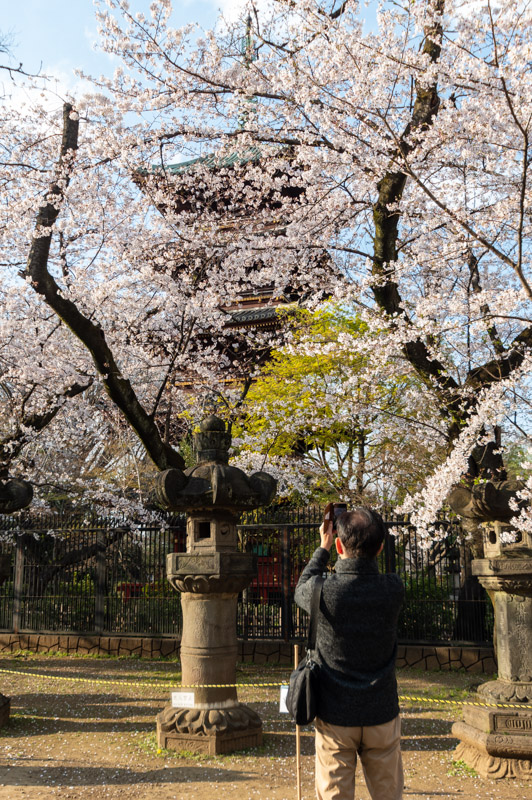 桜と五重塔