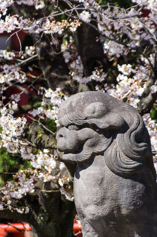 狛犬と桜