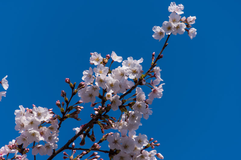 伝法院の桜