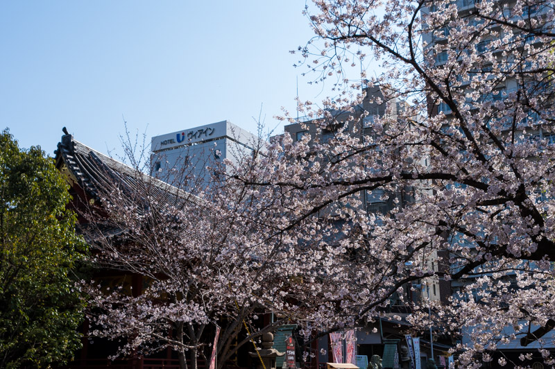 浅草神社の桜
