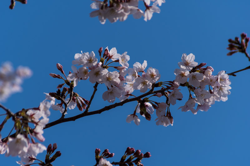 本堂周辺の桜