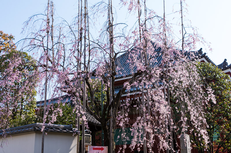 しだれ桜