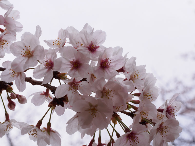 隅田公園の桜