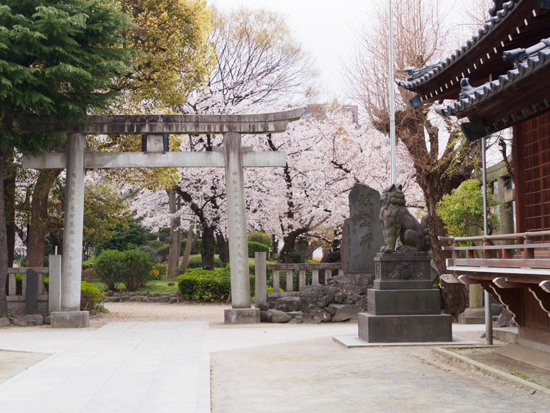 牛島神社からの桜