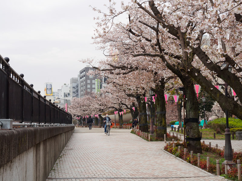 隅田公園の桜