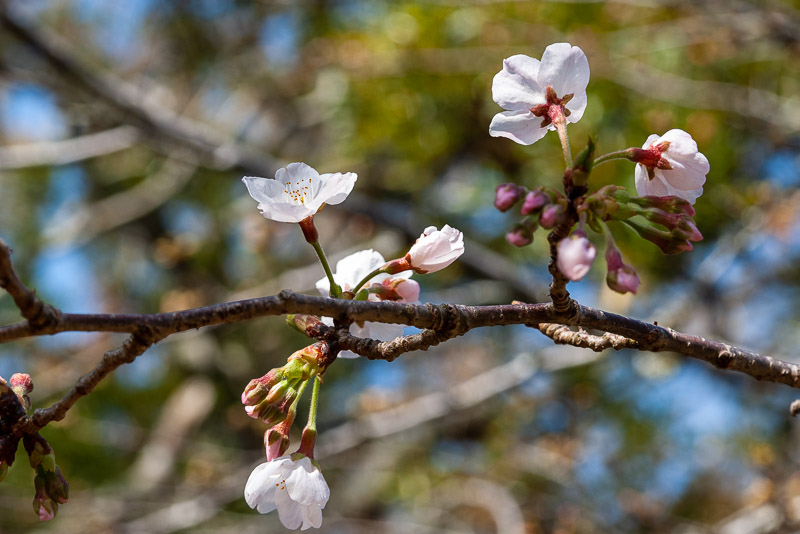 桜