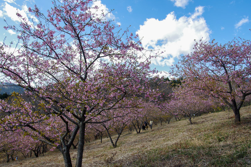 河津桜