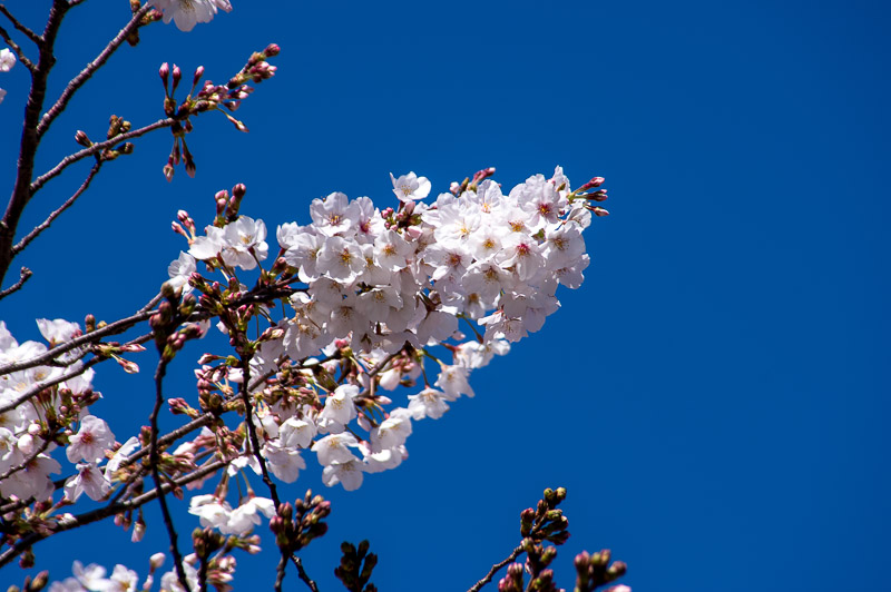 浅草寺の桜