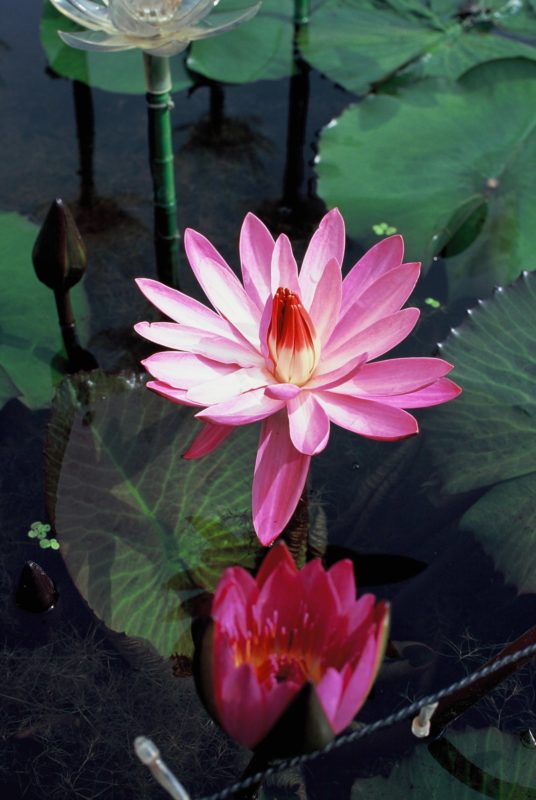 リバーサルフィルム_花4
