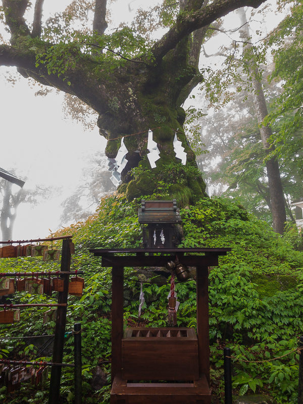 熊野皇大神社の御神木