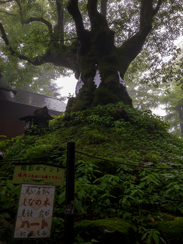 熊野皇大神社の御神木のハート