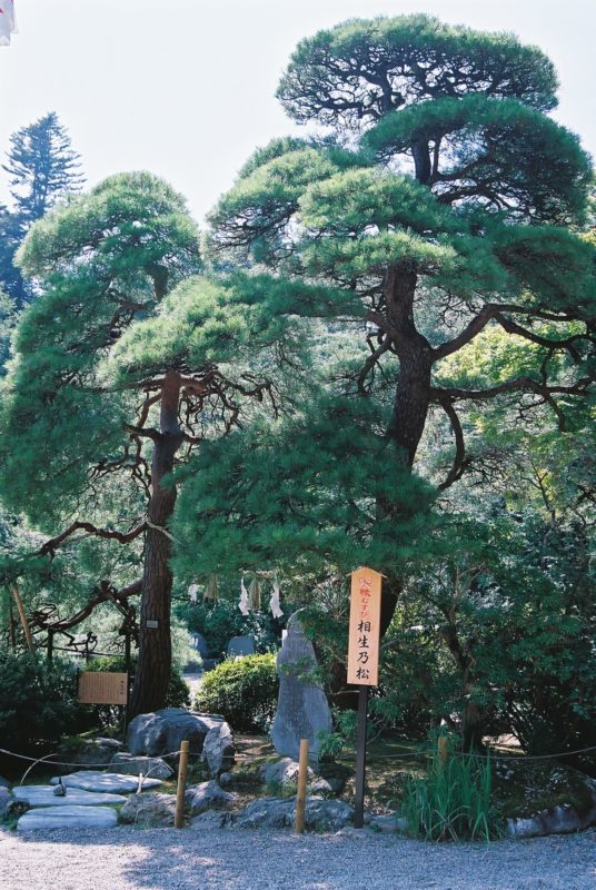 宝登山神社の相生の松