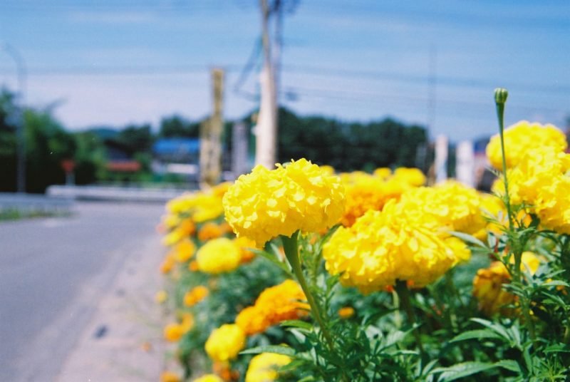 聖神社の沿道の花