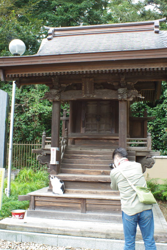 聖天山三宝荒神社前の猫ちゃん