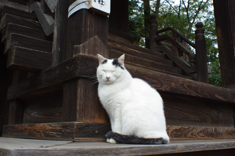 聖天山三宝荒神社前の猫ちゃん
