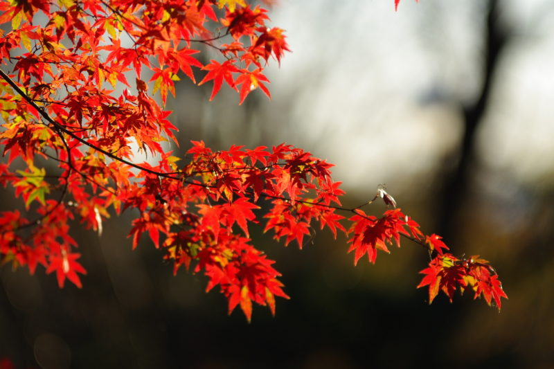 紅葉2