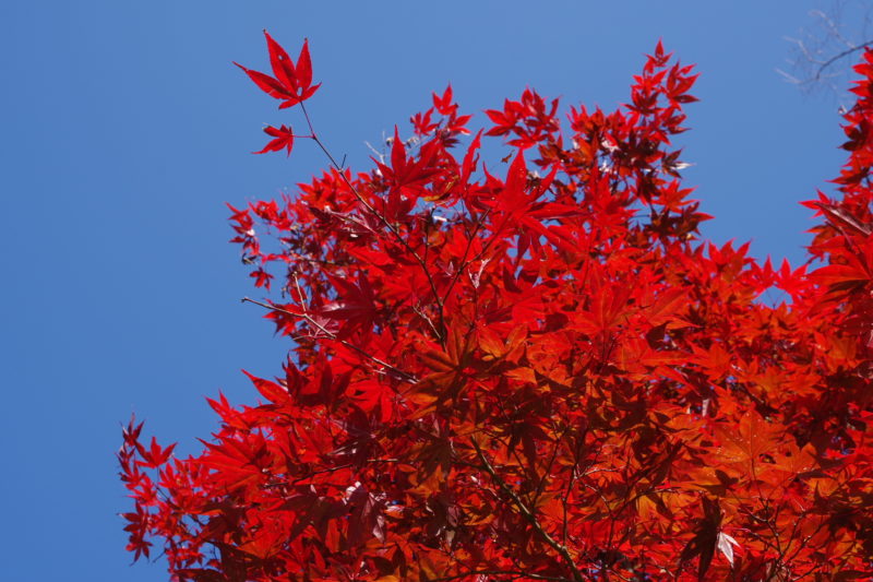 桜山公園の紅葉１