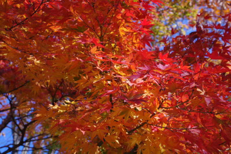 桜山公園の紅葉２