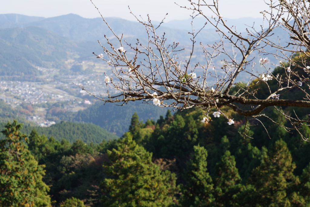 桜山公園の冬桜１