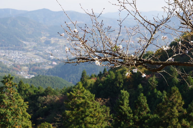 桜山公園の冬桜1