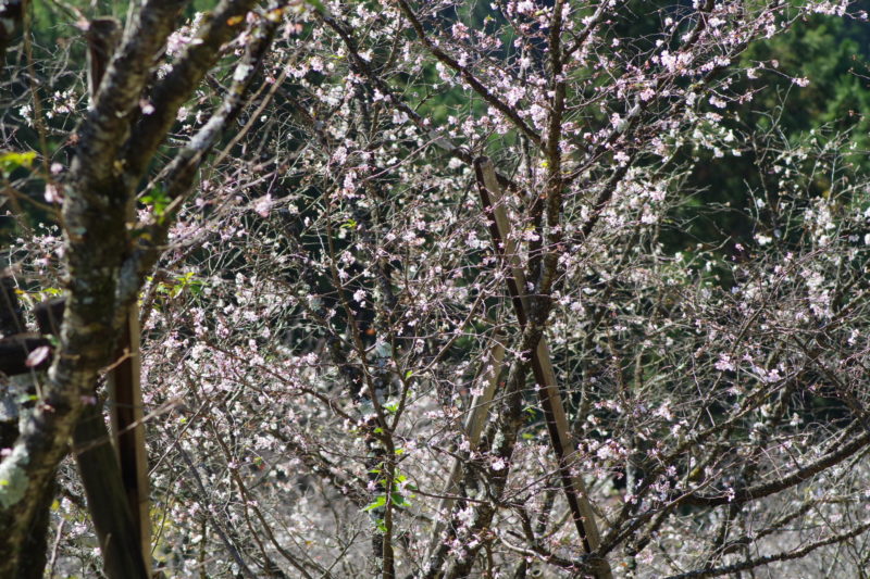 桜山公園の冬桜２