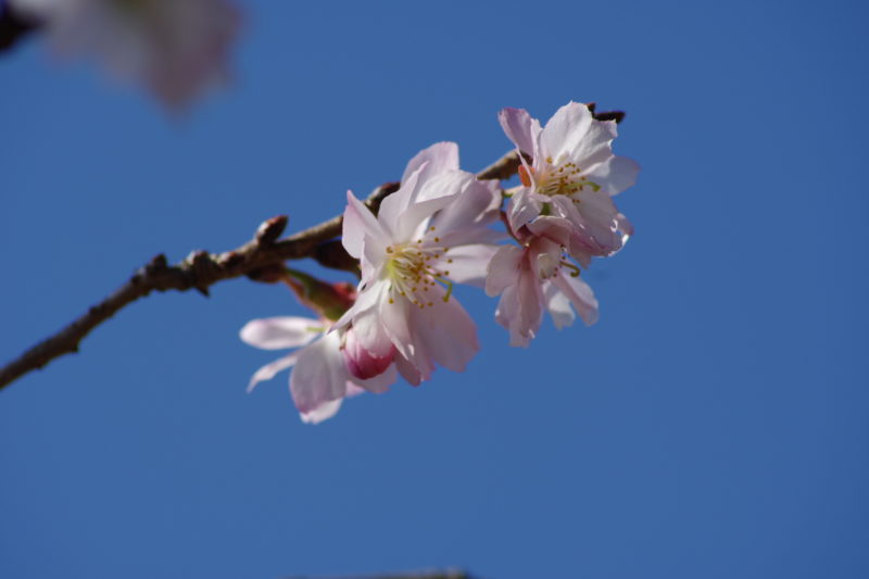 桜山公園の冬桜３