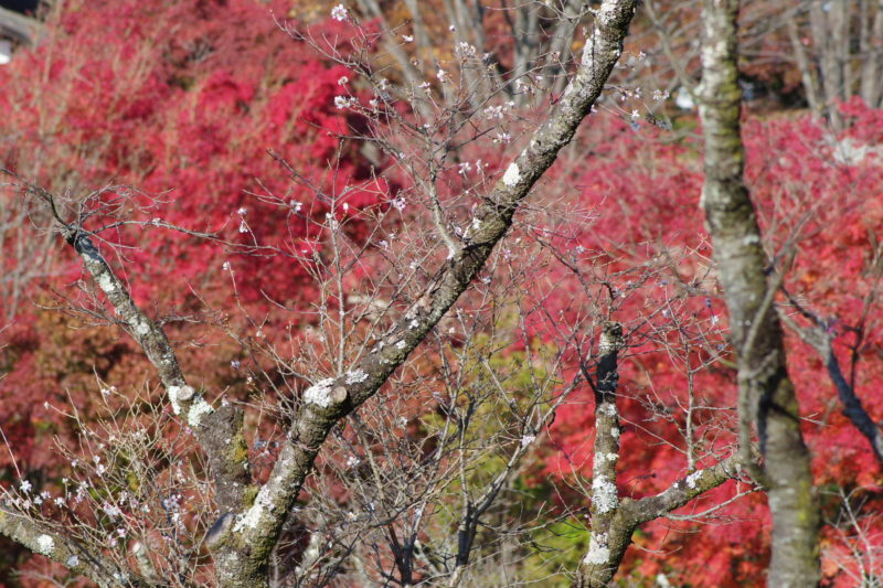 桜山公園の紅葉と冬桜１