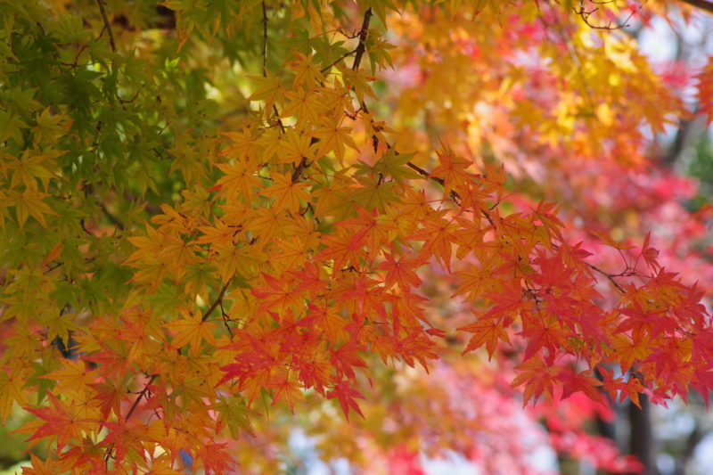 桜山公園の紅葉３