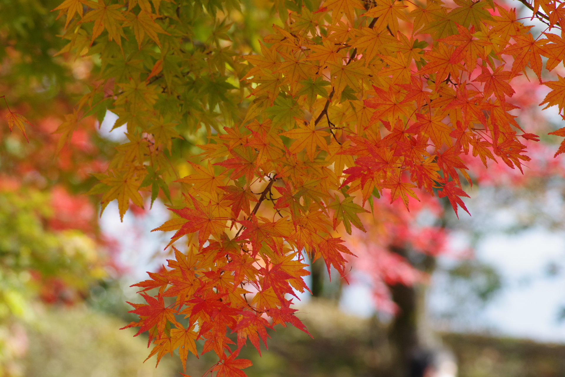 桜山公園の紅葉４