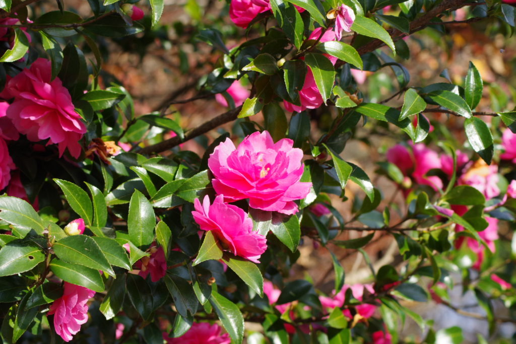 美の山公園の山茶花１