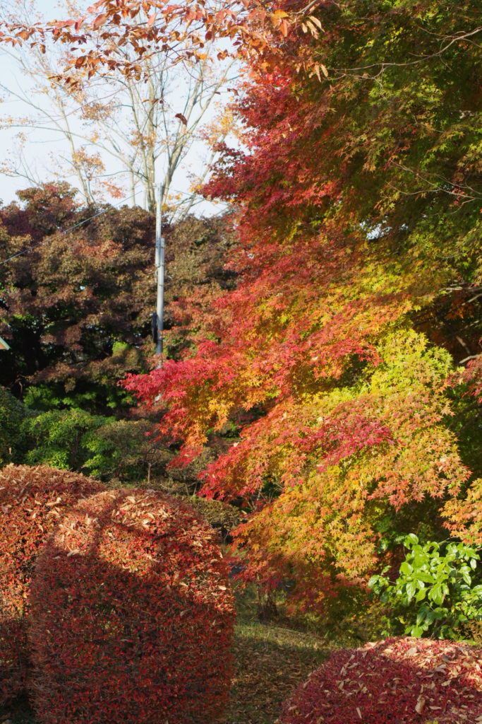 美の山公園の紅葉１