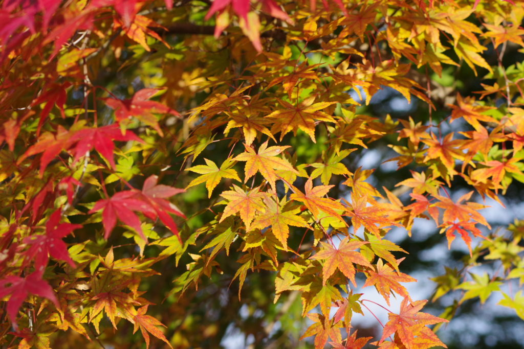 美の山公園の紅葉２