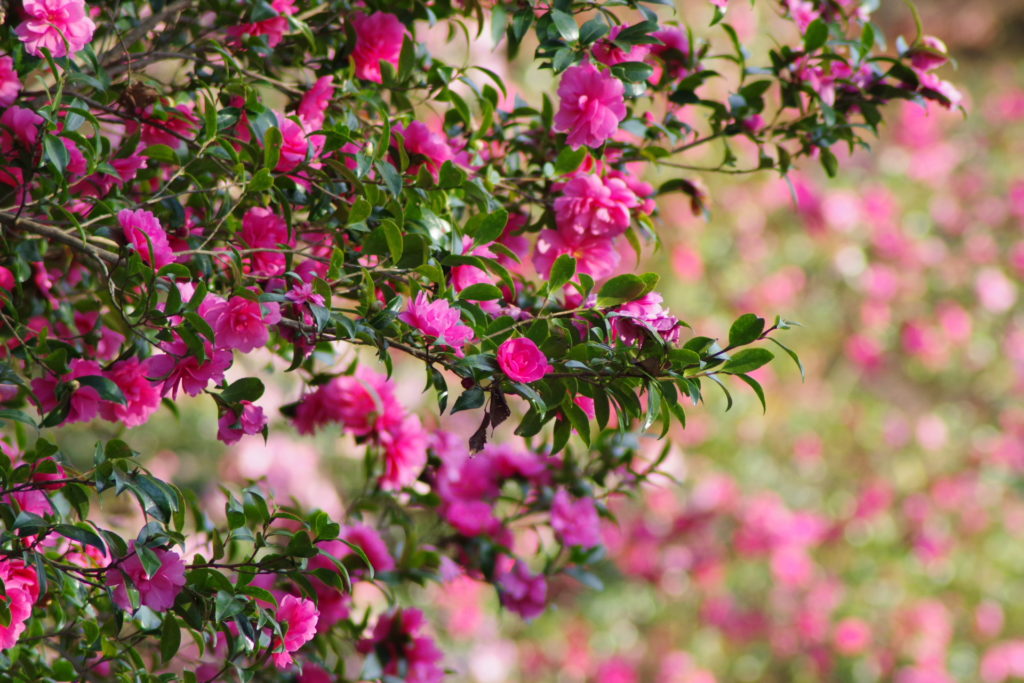 美の山公園の山茶花２