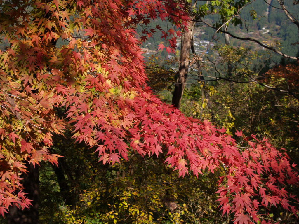 城峯公園の紅葉１