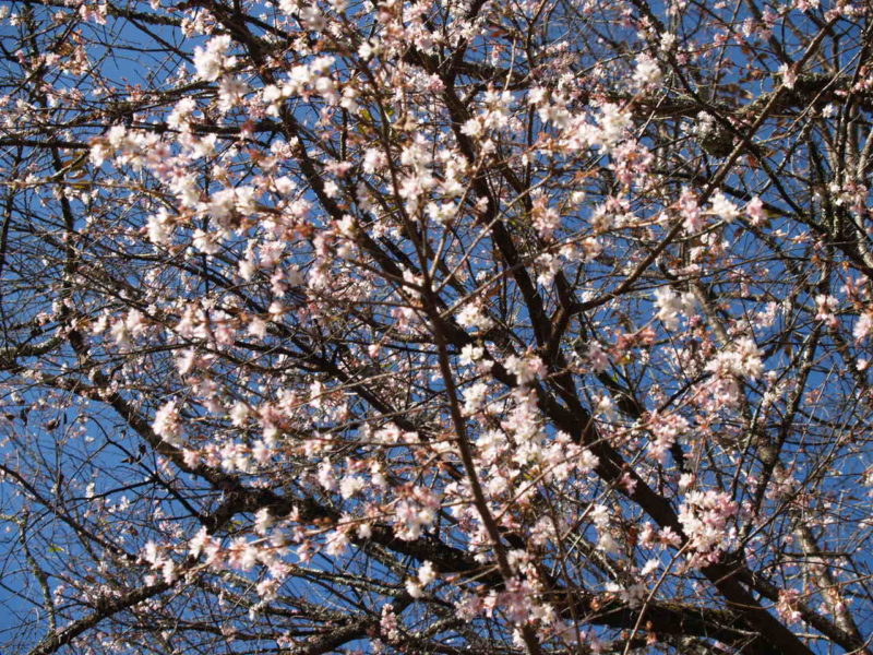 城峯公園の冬桜１