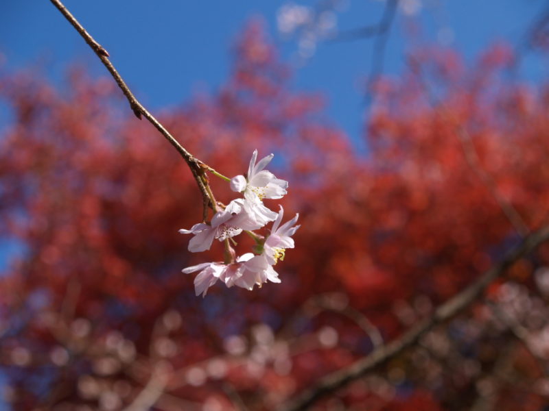 城峯公園の紅葉と冬咲桜１