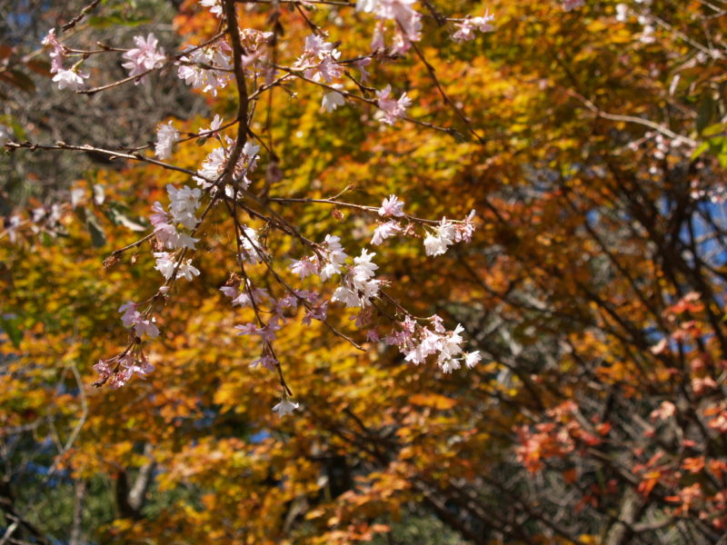 城峯公園の紅葉と冬咲桜２