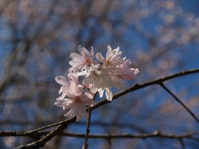 城峯公園の冬桜２