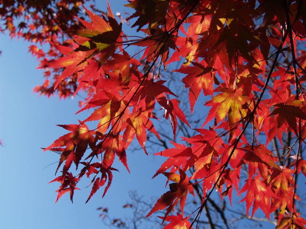 城峯公園の紅葉２