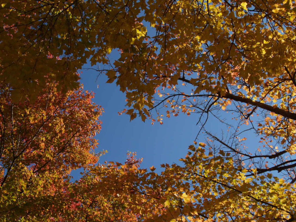 神流湖の紅葉２