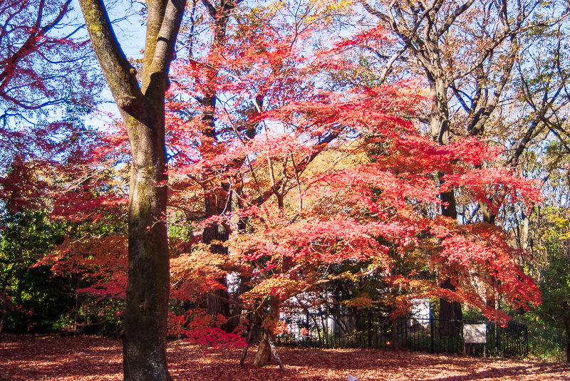 埼玉県滑川町 国営武蔵丘陵森林公園を散策 紅葉 自分のためのメモ