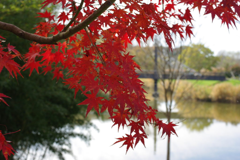 古河公方公園_紅葉２